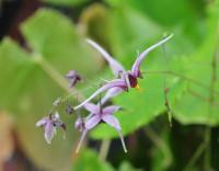 Two toned purple flowers